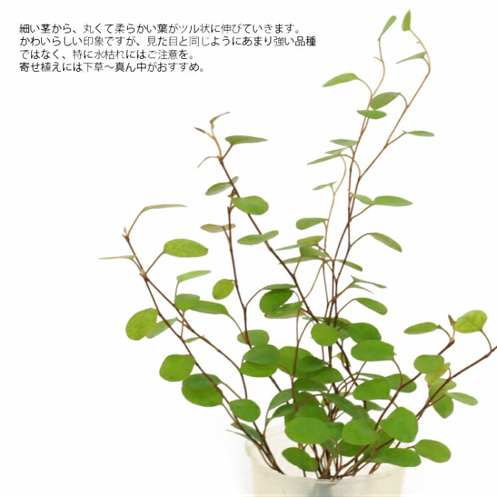 楽天市場 観葉植物 ハイドロカルチャー 苗 ワイヤープランツ プチサイズ １寸 タノシミドリ
