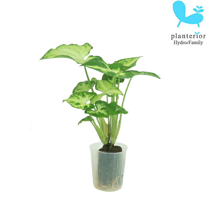 楽天市場 観葉植物 ハイドロカルチャー 苗 アロマティカス キューバ オレガノ プチサイズ １寸 タノシミドリ