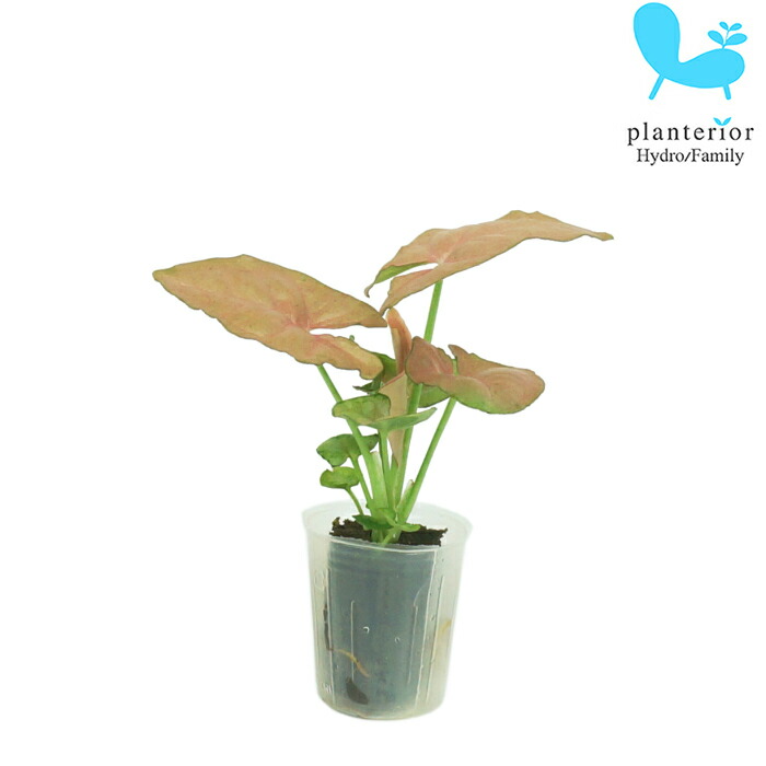 楽天市場 シンゴニウム ピンクチョコレート 3 5寸 レア 観葉植物 土植え タノシミドリ