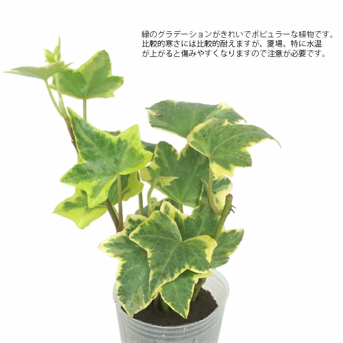 楽天市場 観葉植物 ハイドロカルチャー 苗 ヘデラ ゴールデンチャイルド アイビー プチサイズ １寸 タノシミドリ
