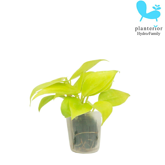 楽天市場 観葉植物 ハイドロカルチャー 苗 アロマティカス キューバ オレガノ プチサイズ １寸 タノシミドリ