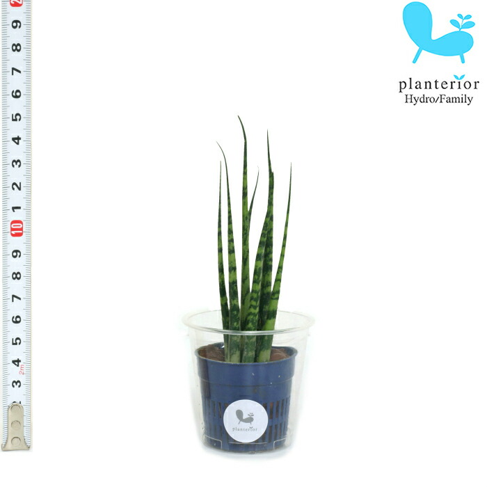 楽天市場 観葉植物 ハイドロカルチャー苗 サンスベリア ミカド ｓサイズ 4 5パイ 1 5寸 タノシミドリ