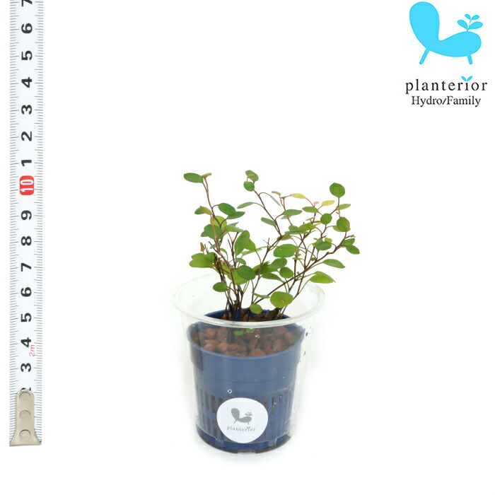 楽天市場 観葉植物 ハイドロカルチャー 苗 ワイヤープランツ ｓサイズ 4 5パイ 1 5寸 タノシミドリ