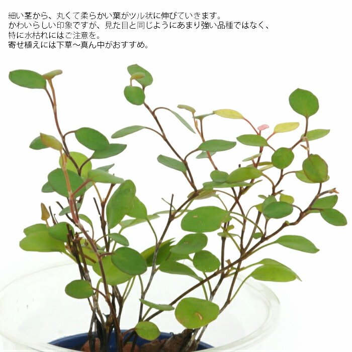 楽天市場 観葉植物 ハイドロカルチャー 苗 ワイヤープランツ ｓサイズ 4 5パイ 1 5寸 タノシミドリ