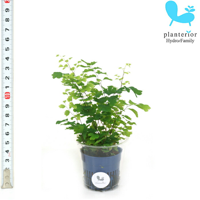 楽天市場 観葉植物 ハイドロカルチャー 苗 アジアンタム ｓサイズ 4 5パイ 1 5寸 タノシミドリ