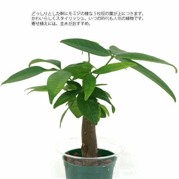 楽天市場 観葉植物 ハイドロカルチャー 苗 パキラ ｍサイズ 6パイ 2寸 タノシミドリ