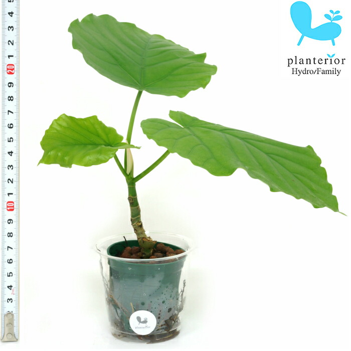 楽天市場】観葉植物 ハイドロカルチャー 苗 フィカス