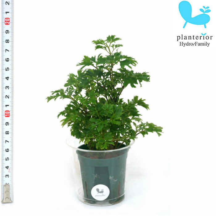 楽天市場 観葉植物 ハイドロカルチャー 苗 ポリシャス バタフライ ｍサイズ 6パイ 2寸 タノシミドリ