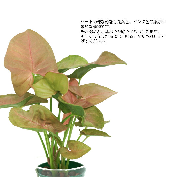楽天市場 観葉植物 ハイドロカルチャー 苗 シンゴニウム ピンク ｍサイズ 6パイ 2寸 タノシミドリ