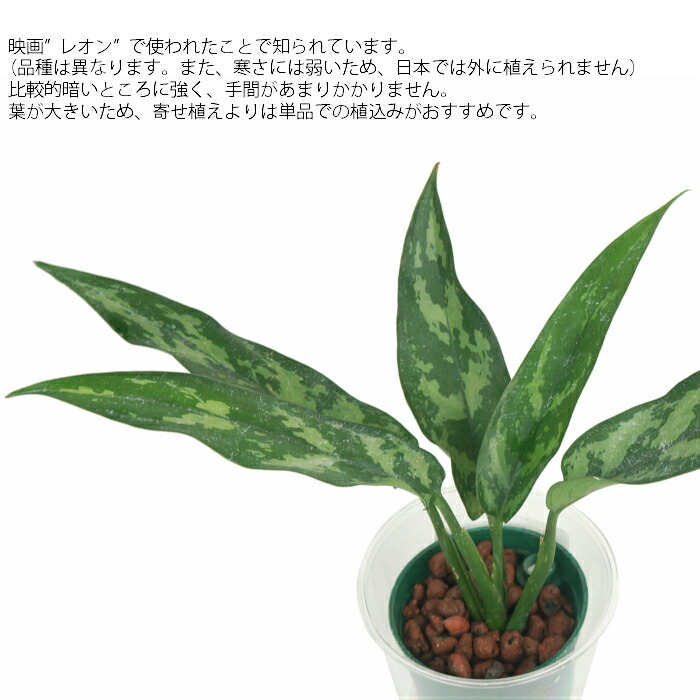 楽天市場 観葉植物 ハイドロカルチャー 苗 アグラオネマ マリア ｍサイズ 6パイ 2寸 タノシミドリ