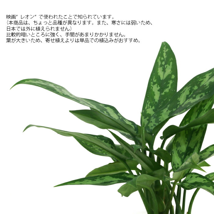楽天市場 観葉植物 ハイドロカルチャー 苗 アグラオネマ マリア Lサイズ 9パイ 3寸 タノシミドリ