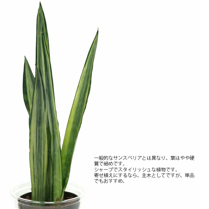 楽天市場 観葉植物 ハイドロカルチャー 苗 サンスベリア センセーション Lサイズ 9パイ 3寸 タノシミドリ