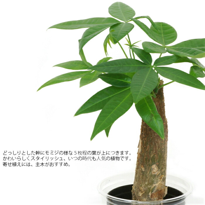 楽天市場 観葉植物 ハイドロカルチャー 苗 パキラ Lサイズ 9パイ 3寸 タノシミドリ