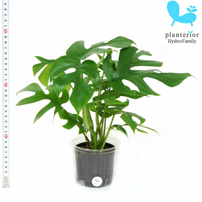 楽天市場 観葉植物 ハイドロカルチャー 苗 ヒメモンステラ Lサイズ 9パイ 3寸 タノシミドリ