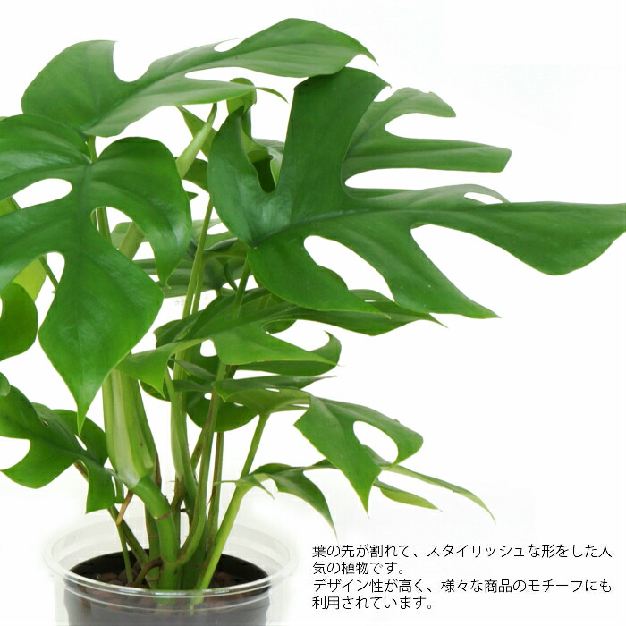 楽天市場 観葉植物 ハイドロカルチャー 苗 ヒメモンステラ Lサイズ 9パイ 3寸 タノシミドリ