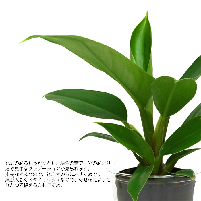 楽天市場 観葉植物 ハイドロカルチャー 苗 フィロデンドロン インペリアルグリーン Lサイズ 9パイ 3寸 タノシミドリ