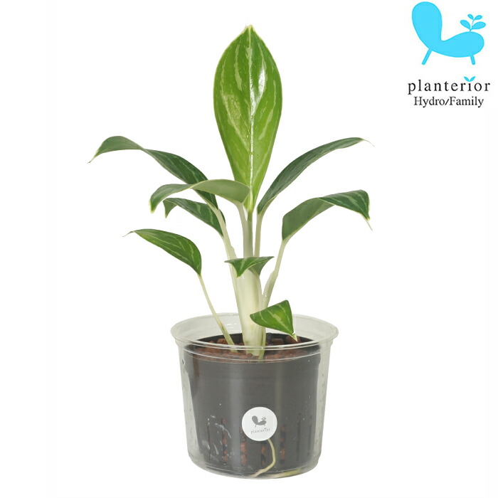 楽天市場】観葉植物 ハイドロカルチャー 苗 アグラオネマ ビューティー