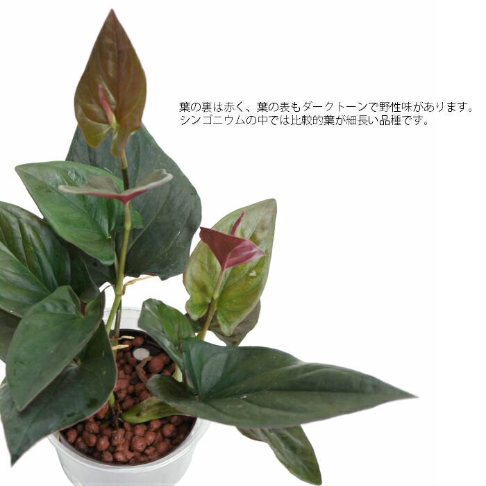 楽天市場 観葉植物 ハイドロカルチャー 苗 シンゴニウム ピンクチョコレート Lサイズ 9パイ 3寸 タノシミドリ