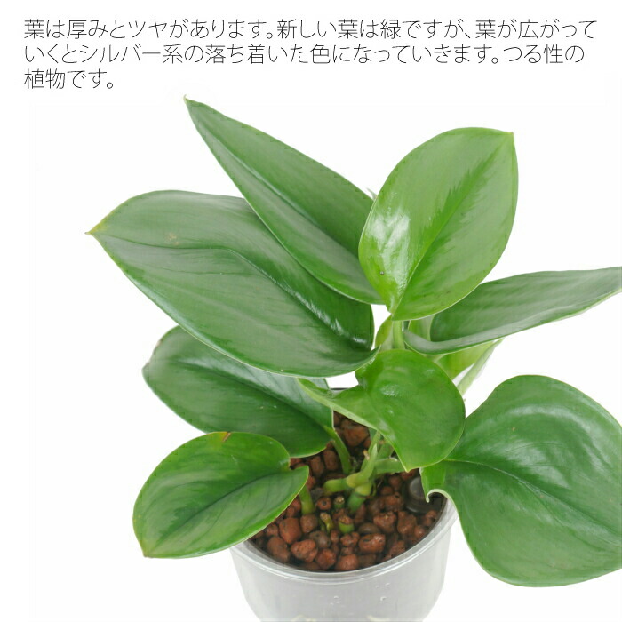 楽天市場 観葉植物 ハイドロカルチャー 苗 モンステラ シルバーリーフ Lサイズ 9パイ 3寸 タノシミドリ