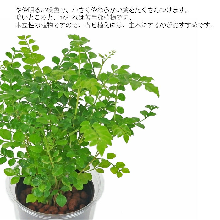 観葉植物 ハイドロカルチャー 苗 トネリコ Lサイズ 9パイ 3寸 Giosenglish Com