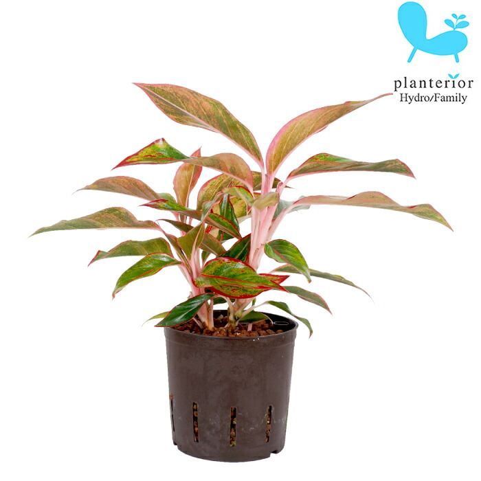 楽天市場】観葉植物 ハイドロカルチャー 苗 アグラオネマ タイ