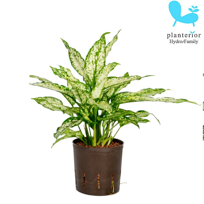 楽天市場】観葉植物 ハイドロカルチャー 苗 アグラオネマ ビューティー