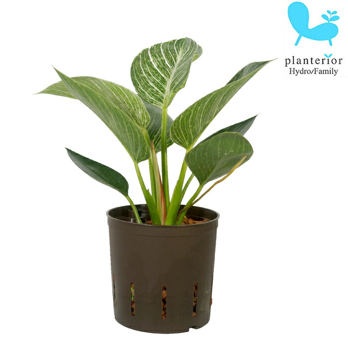 楽天市場】観葉植物 ハイドロカルチャー 苗 シンゴニウム ピンク