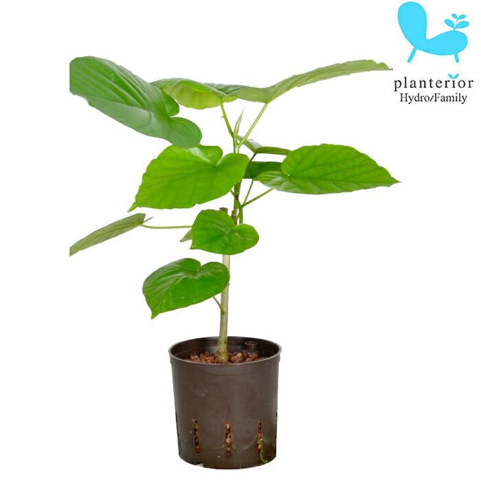 楽天市場】鉢花 観葉植物：フィリカ プベッセンス ワフトフェザー