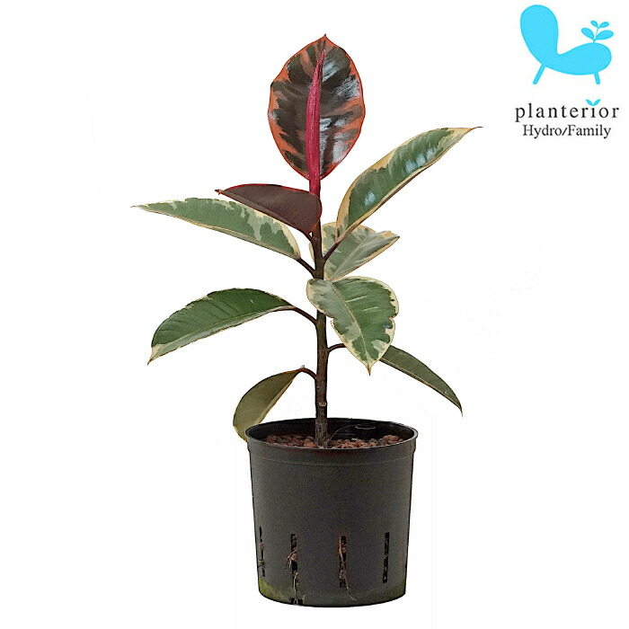 楽天市場】観葉植物 ハイドロカルチャー 苗 シンゴニウム ピンク 13