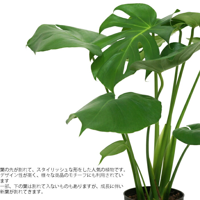 楽天市場 観葉植物 ハイドロカルチャー 苗 モンステラ 13パイ タノシミドリ