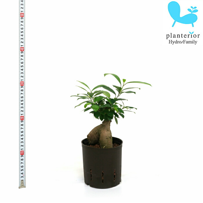 楽天市場】観葉植物 ハイドロカルチャー 苗 シンゴニウム ピンク