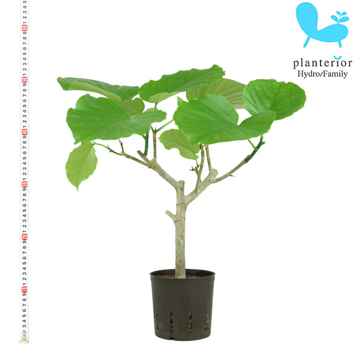 観葉植物 ハイドロカルチャー 苗 フィカス ウンベラータ 13パイ Giosenglish Com
