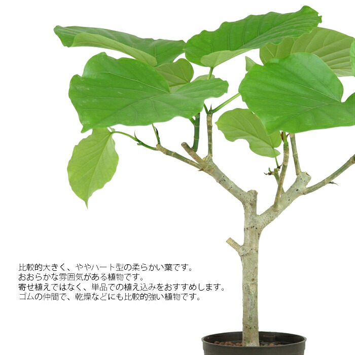 観葉植物 ハイドロカルチャー 苗 フィカス ウンベラータ 13パイ Educaps Com Br