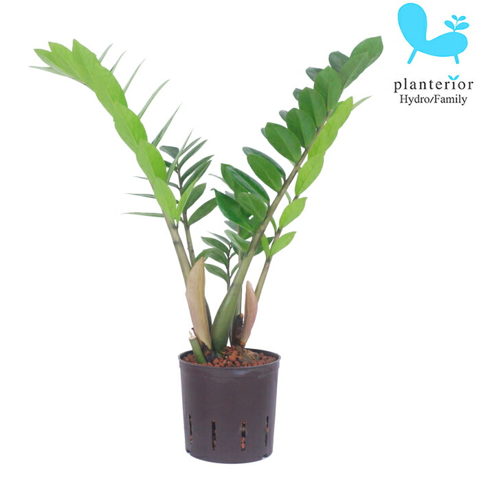 楽天市場】観葉植物 ハイドロカルチャー 苗 モンステラ 22パイ