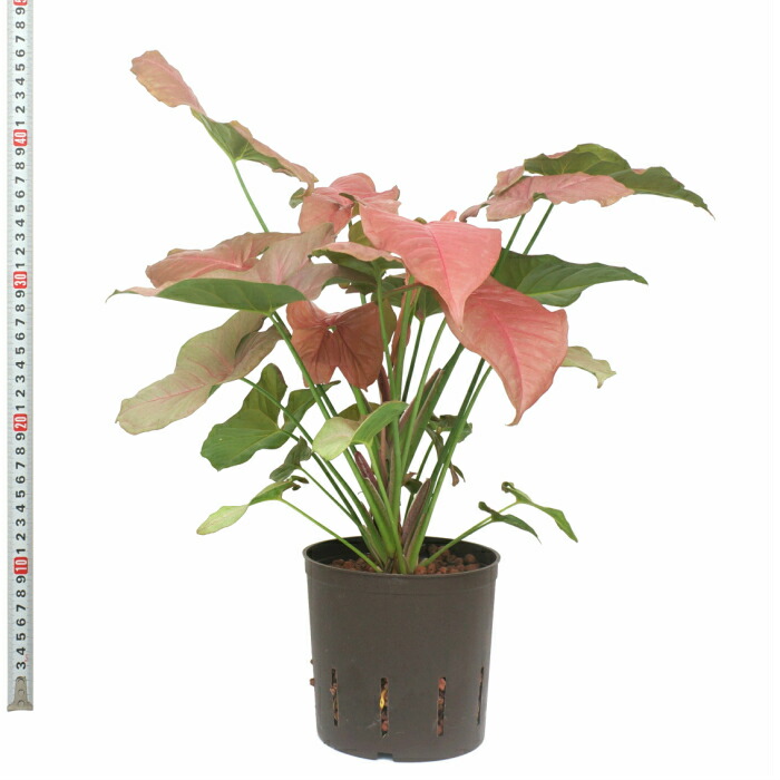 楽天市場 観葉植物 ハイドロカルチャー 苗 シンゴニウム ピンク 13パイ タノシミドリ