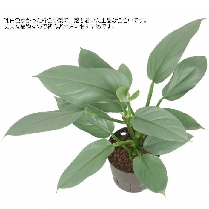 観葉植物 ハイドロカルチャー 苗 フィロデンドロン シルバーメタル 13パイ Crunchusers Com