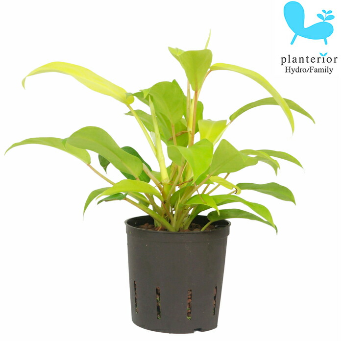観葉植物 ハイドロカルチャー 苗 フィロデンドロン マレービューティー 13パイ Educaps Com Br
