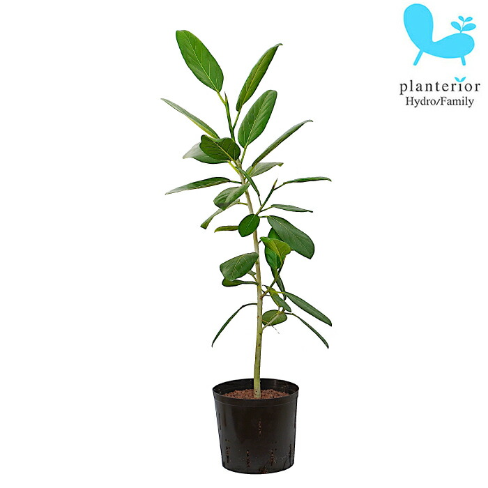 その他観葉植物 Nao その他観葉植物 Nao 観葉植物 パキラ 5号 朴 シリンダーポット 植え