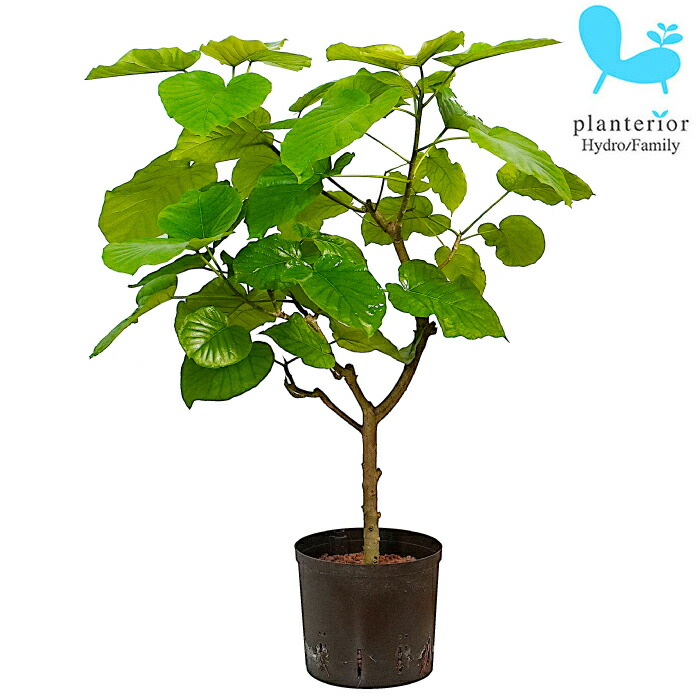 その他観葉植物 Nao 観葉植物 パキラ（編み） / 8寸・約W 80cm×H110～130cm