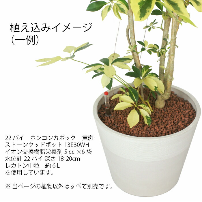 楽天市場 観葉植物 ハイドロカルチャー 苗 フィカス ウンベラータ 22パイ タノシミドリ