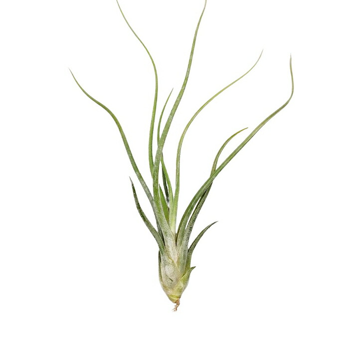 巨大種)　チランジア　ファシクラータ x カプトメデューサ　子株つき 巨大種) チランジア ファシクラータ x カプトメデューサ 子株つき