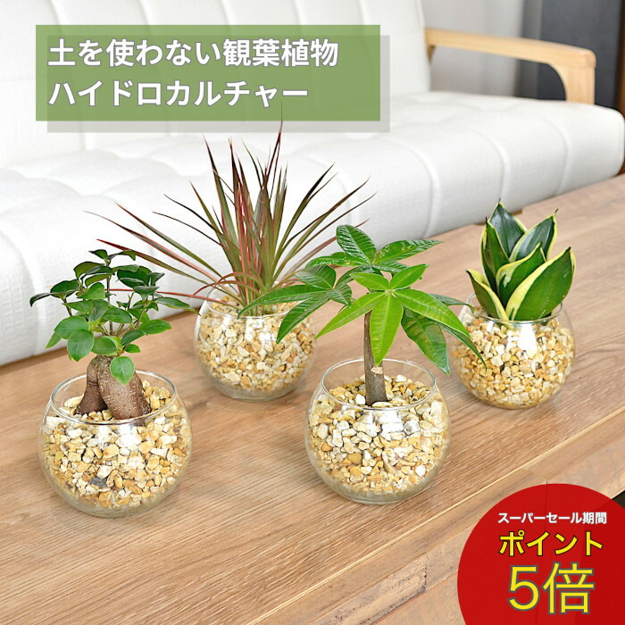 【バラ売り不可】アロマ軸植物族【エクストラ付き】 ジグパラ ショート ダメージ鱗シリーズ 50g – フィッシング