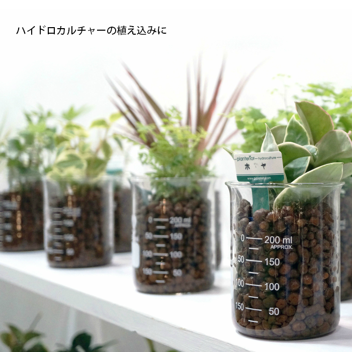 すべての美しい花の画像 50 ハイドロ カルチャー 向き 観葉 植物