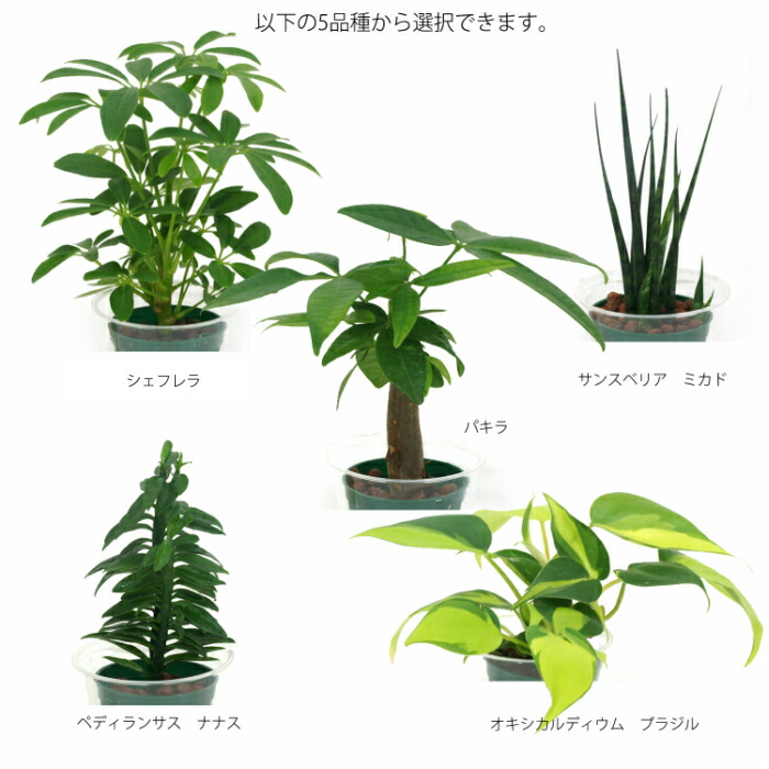 楽天市場 観葉植物 ハイドロカルチャー パキラ シェフレラ サンスベリア ほか いろいろ選べる ミスティキューブ植物セット 水位計付き タノシミドリ