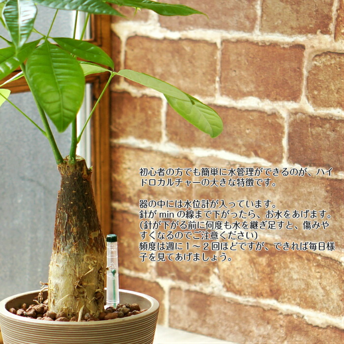 楽天市場 パキラ 観葉植物 ハイドロカルチャー 鉢色が選べる ストーンウッドポットｌ 水位計付き タノシミドリ