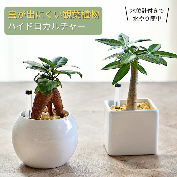 高級品種　観賞用植物セット一部除く販売！ 楽天市場】観葉植物セット 4号 1ケース ミニ観葉セット(12鉢入り