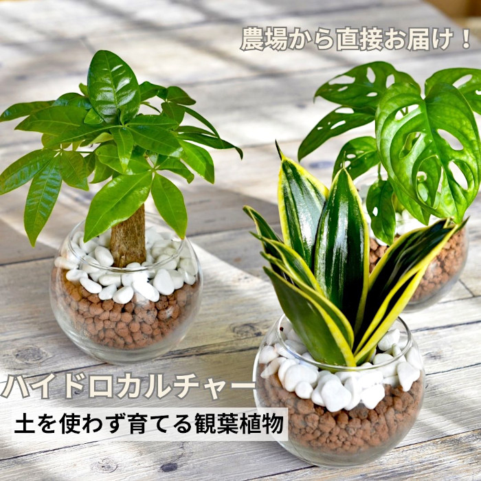 楽天市場】観葉植物 ハイドロカルチャー サボテン アクア