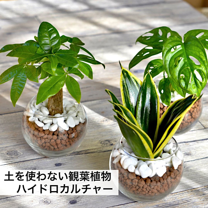 観葉植物 楽天市場】観葉植物 【パキラ ガジュマル サンスベリア ワイヤー