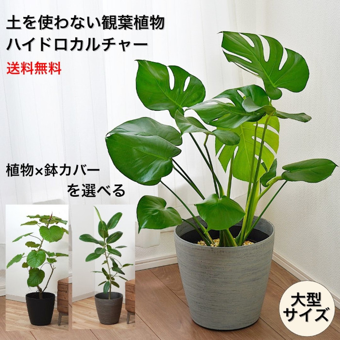 その他観葉植物 Shion* 観葉植物 ドラセナ ソング オブ ジャマイカ 8号 プラスチック鉢