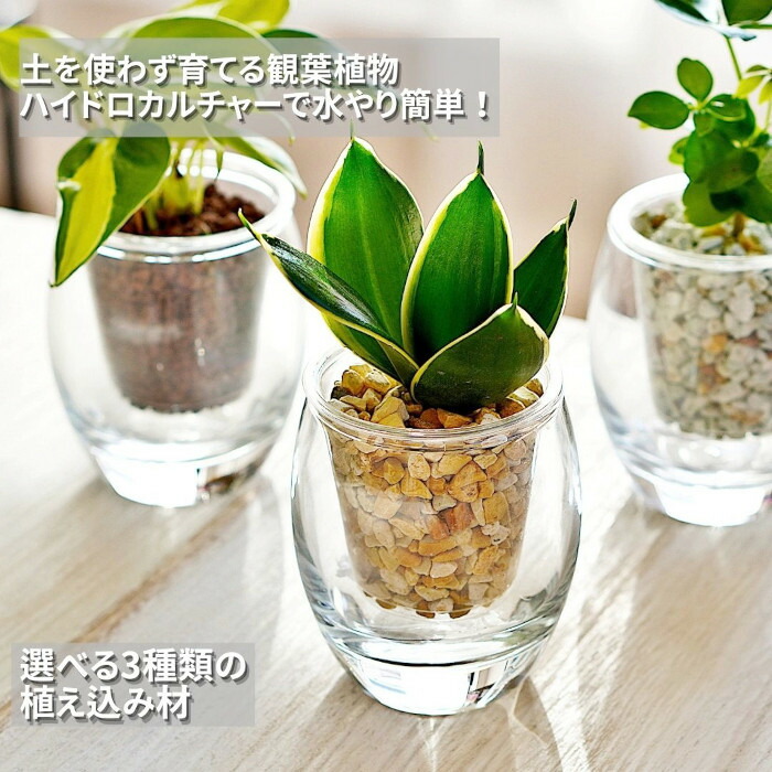 楽天市場】観葉植物 【セレウス ウチワサボテン ハクリュウマル